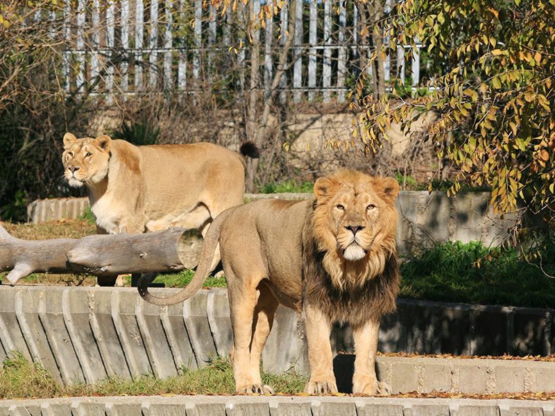 Asiatic Lion