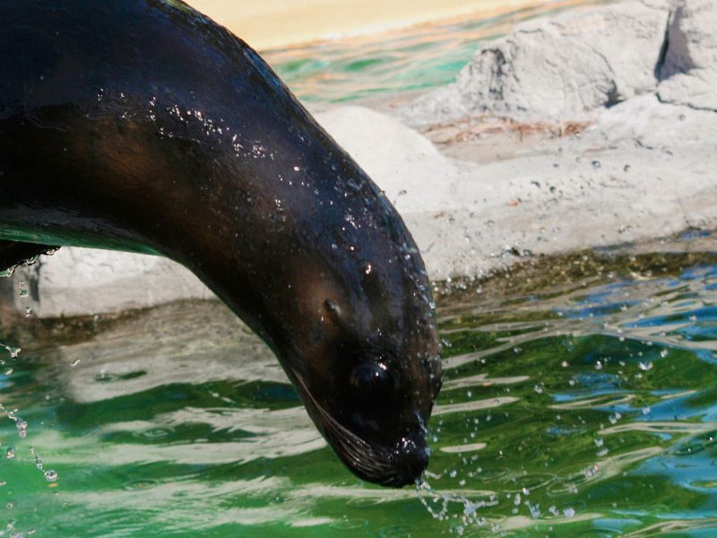 León marino de la Patagonia