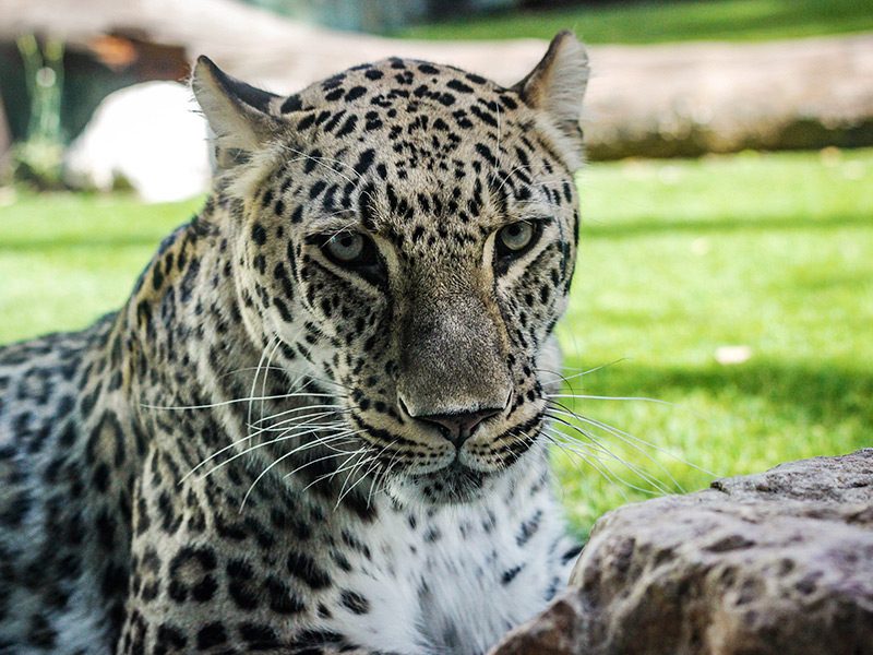 Leopardo