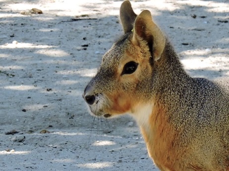 Patagonian Mara