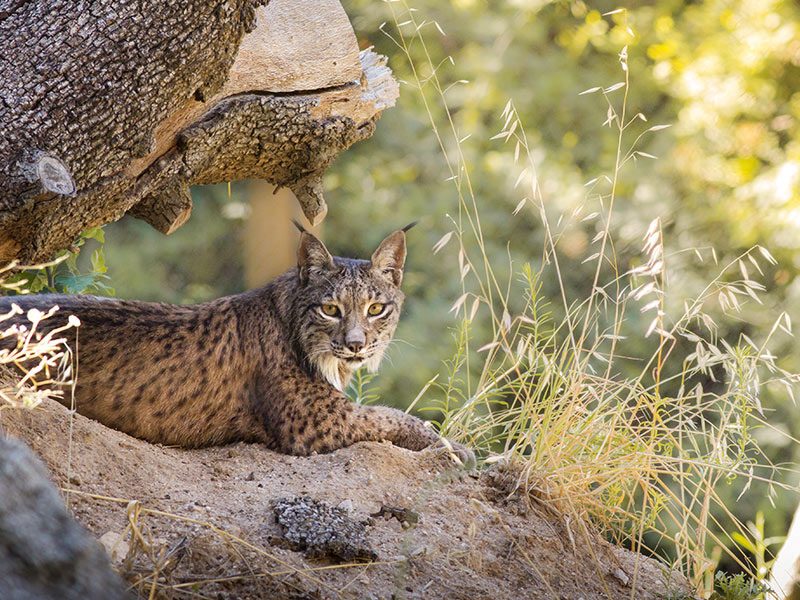 Lince ibérico