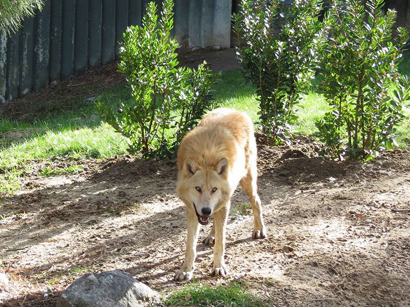 Lobo gris