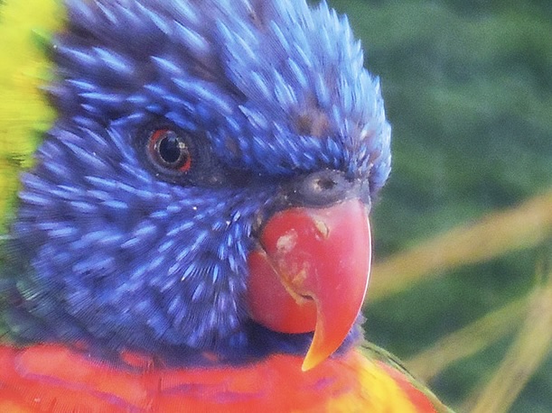 Coconut Lorikeet