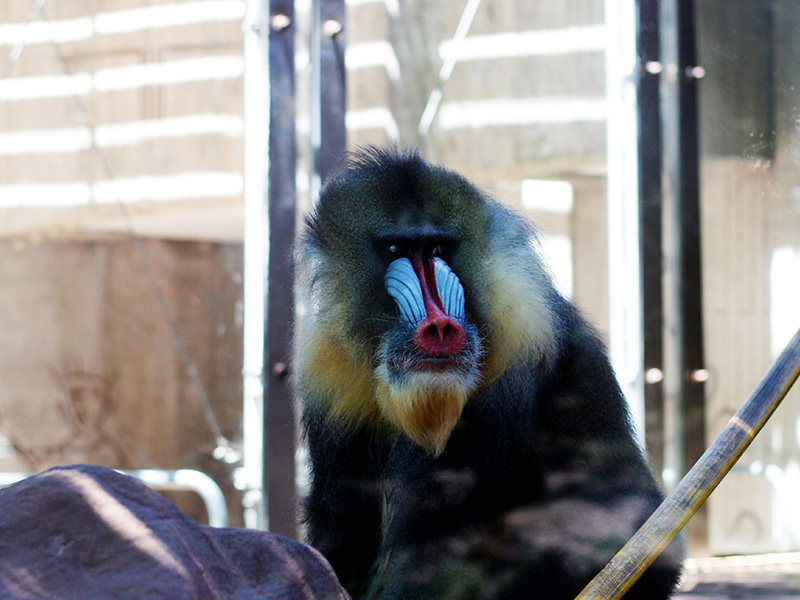 lema Mediar captura Mandril | Zoo Aquarium Madrid