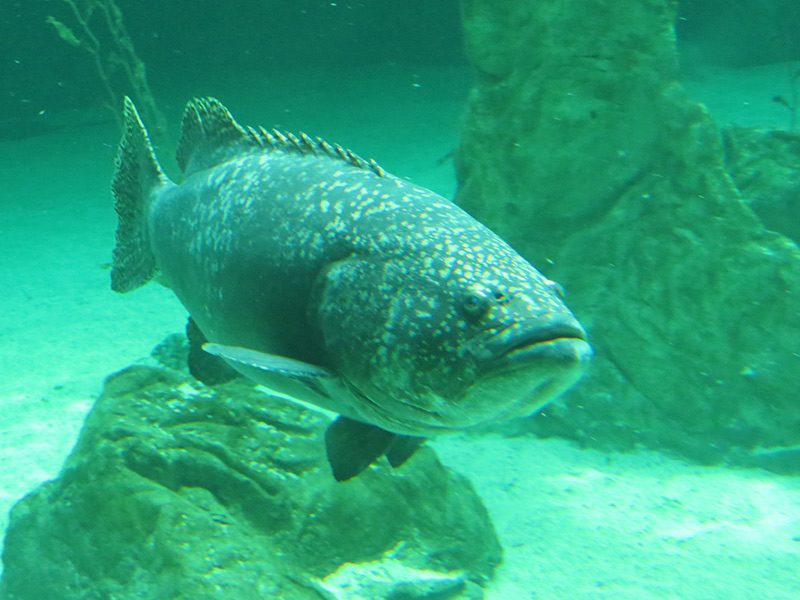 Giant grouper