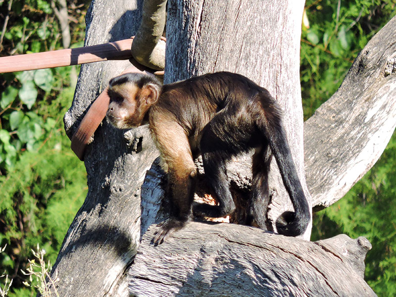 Capuchin Monkey, Our Animals