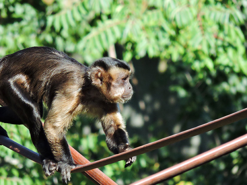 Deseo Rocío Resentimiento Mono capuchino | Zoo Aquarium Madrid