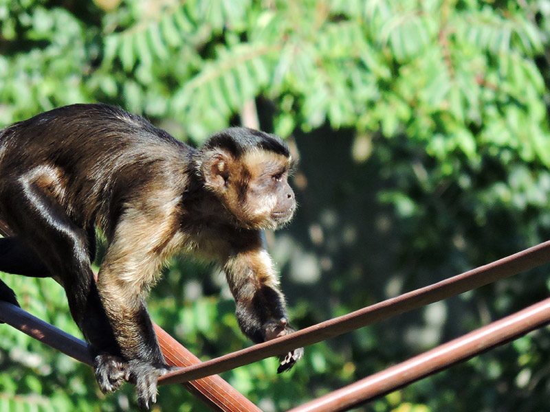 Capuchin monkey