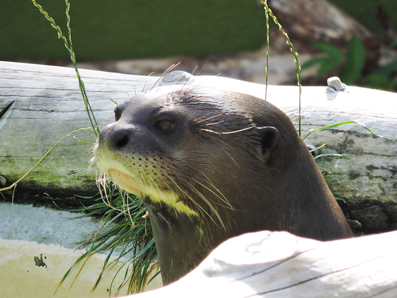 Datos de Nutria de río de américa del norte, dieta, hábitat e imágenes en