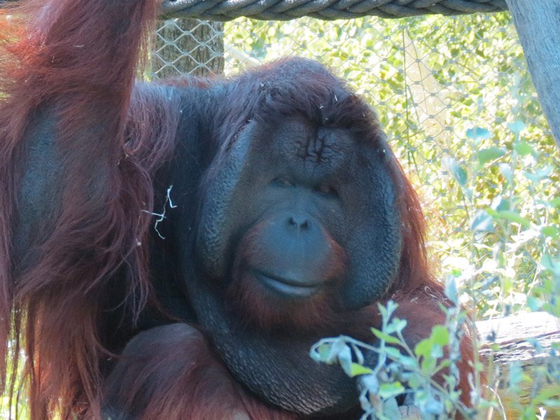 Orangután