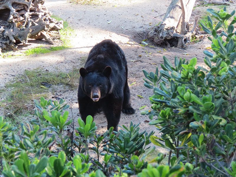 Oso del tíbet