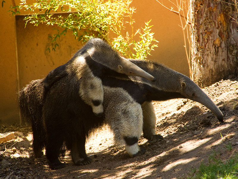 Nace una cría de oso hormiguero en el Zoo
