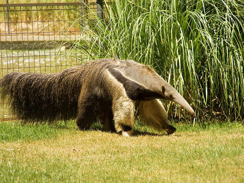 Anteater