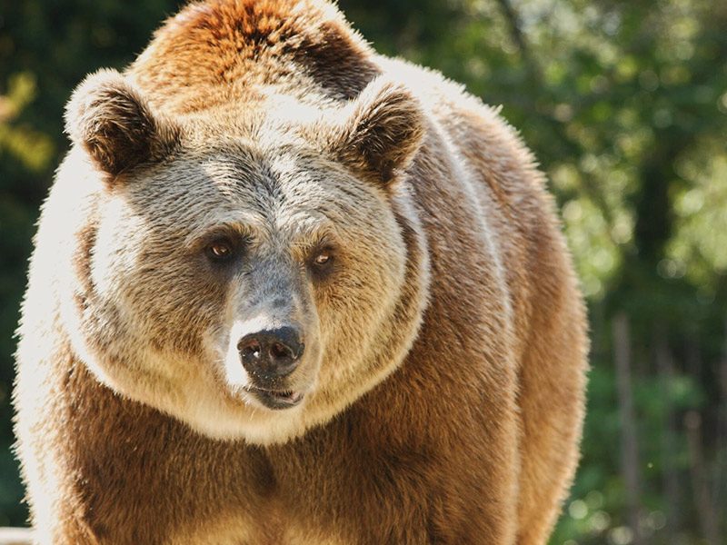 Brown Bear