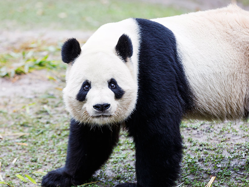 Xing Bao, la cría de oso panda gigante de Zoo Aquarium de Madrid, da sus primeros pasos en pradera