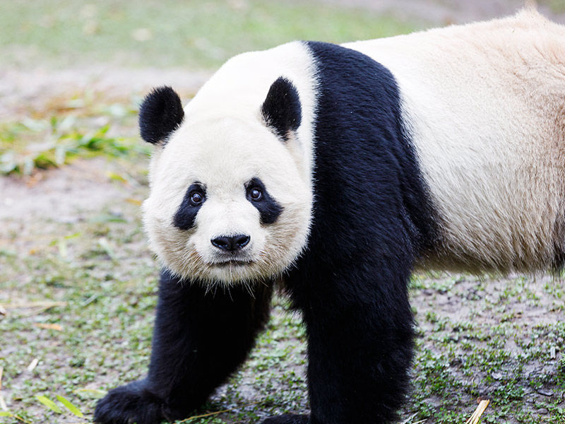 oveja Meandro Nadie Panda Gigante | Zoo Aquarium Madrid