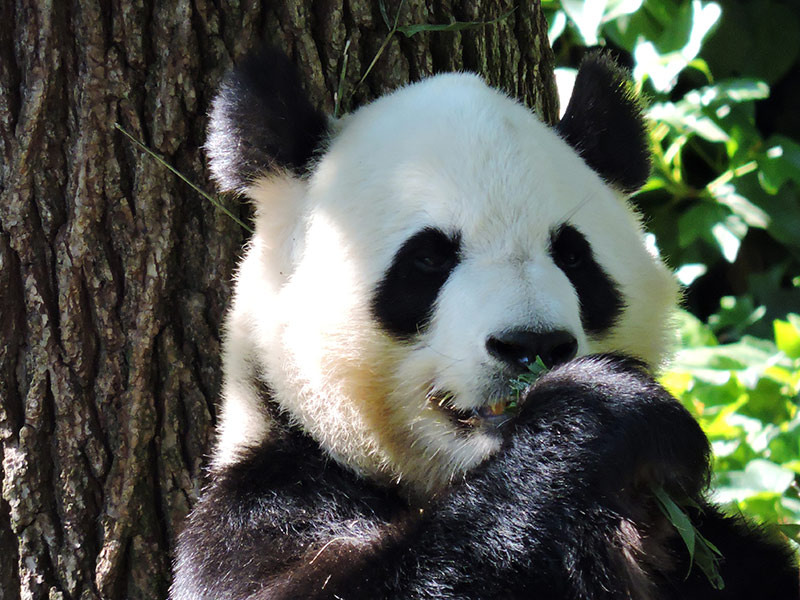 oveja Meandro Nadie Panda Gigante | Zoo Aquarium Madrid