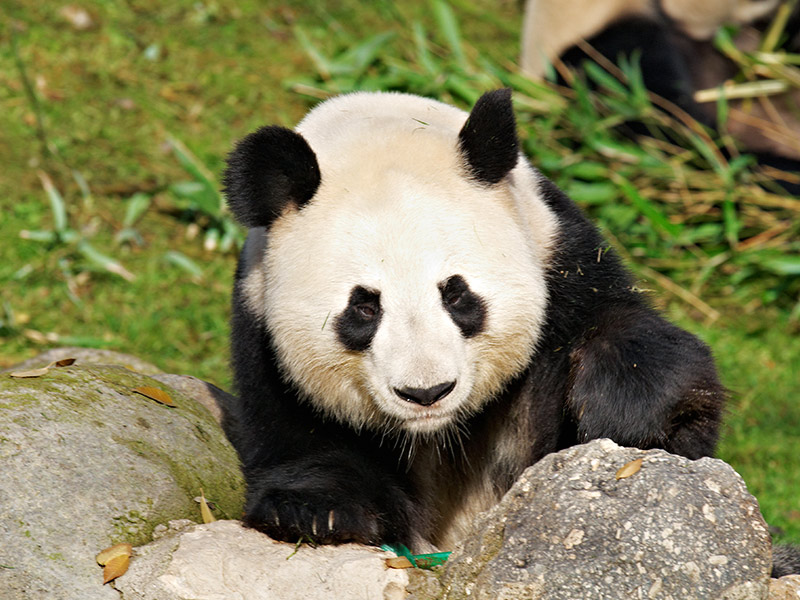 oveja Meandro Nadie Panda Gigante | Zoo Aquarium Madrid