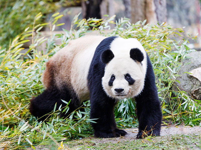 oveja Meandro Nadie Panda Gigante | Zoo Aquarium Madrid