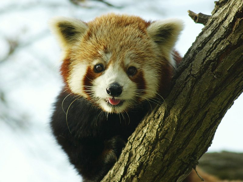 Red Panda