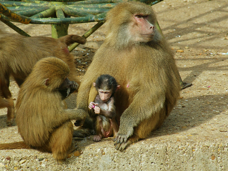 Mono Arranca Un Dedo A Un Niño De Meses Un Zoo De Portugal sptc.edu.bd