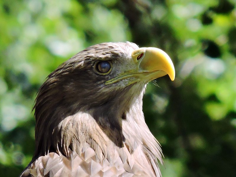 Eurasian Sea Eagle