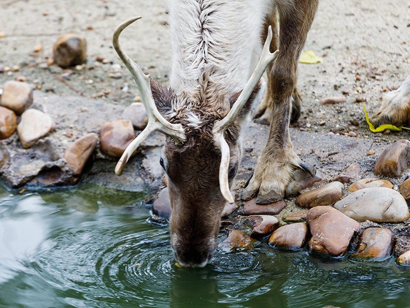 Reindeer