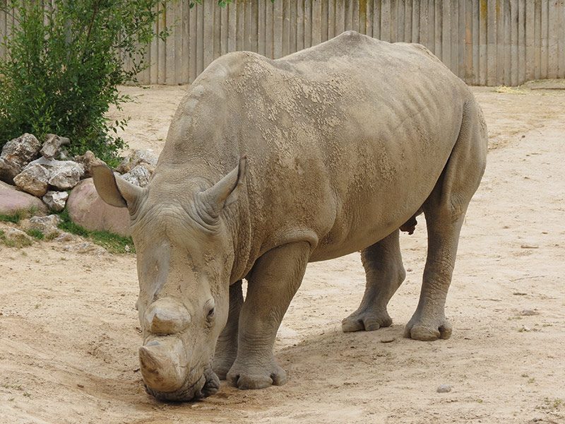 White Rhinoceros