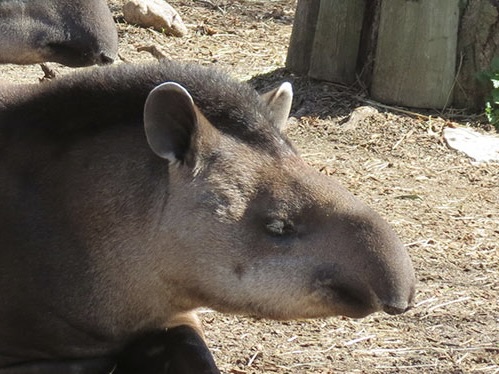 Tapir amazónico
