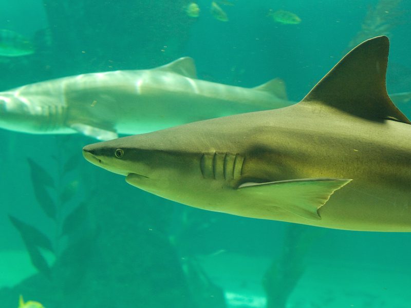 Gray Reef Shark