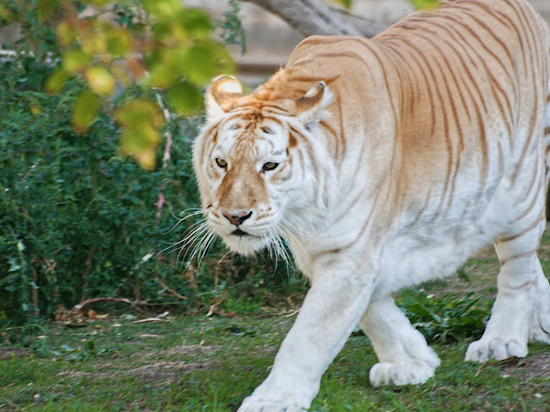 Una tigresa dorada llega al Zoo Aquarium de Madrid