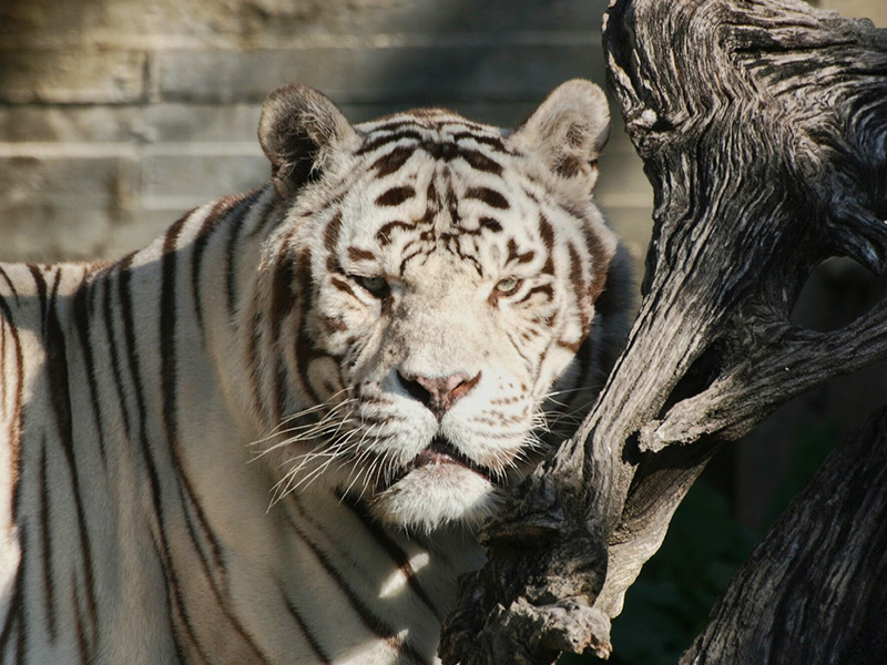 tigers in the madrid zoo