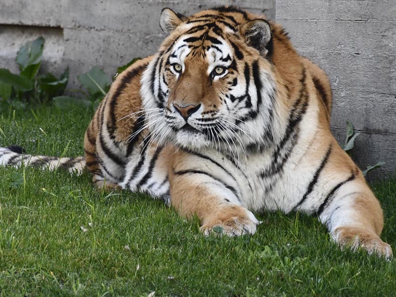 Llegan los tigres siberianos al Zoo de Madrid como embajadores de una especie En Peligro 