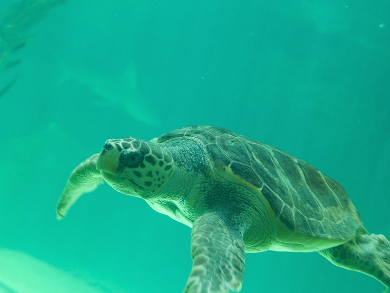 Loggerhead turtle