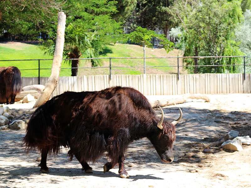 Yak - Madrid Zoo Yak - Madrid Zoo
