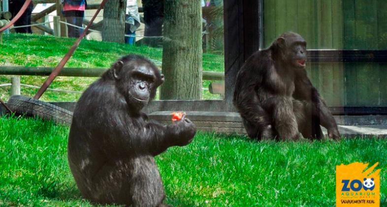 Crece la familia de chimpancés de Zoo Aquarium de Madrid con la llegada de tres ejemplares