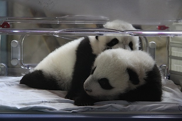Po y Dede, nuestras crías de Panda, viajan a China, ¡ven a despedirlos!