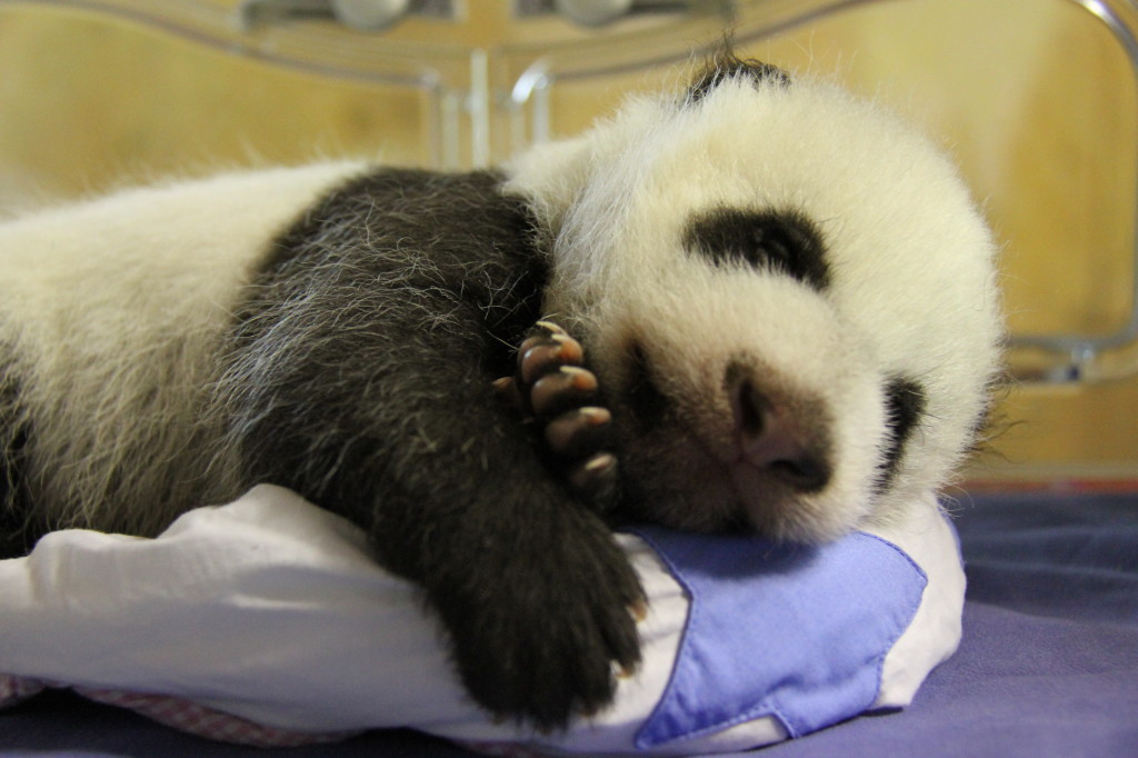 Primeros manejos desde la pagoda a la cría de oso panda