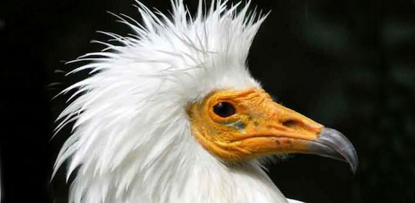 Cinco pájaros curiosos para descubrir en el Zoo de Madrid