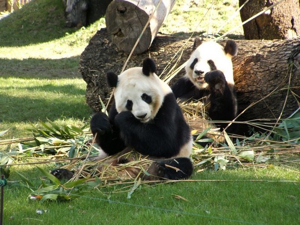 Cinco animales de la selva que puedes ver en Zoo y que se han convertido en estrellas de cine