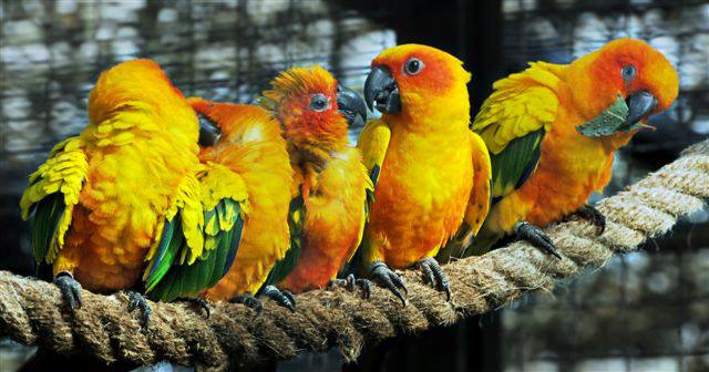 Tres aves exóticas que no te puedes perder en el Zoo de Madrid