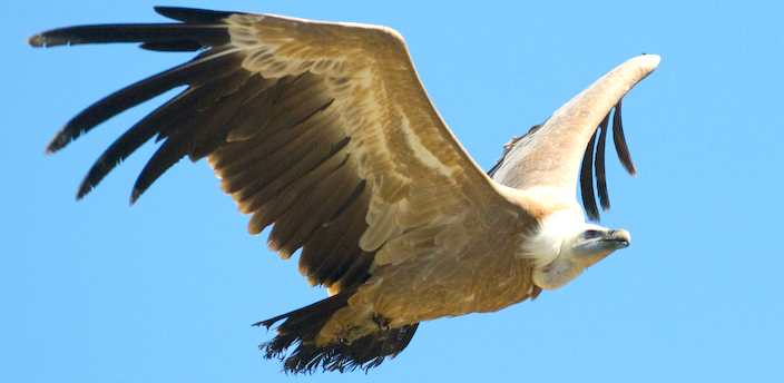 Tres elementos que hacen de las aves rapaces unos animales extraordinarios