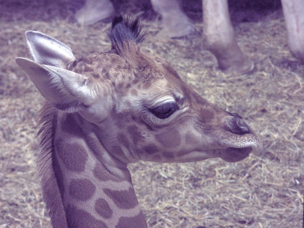 Zoo Aquarium comienza la Semana Santa con el nacimiento de una jirafa