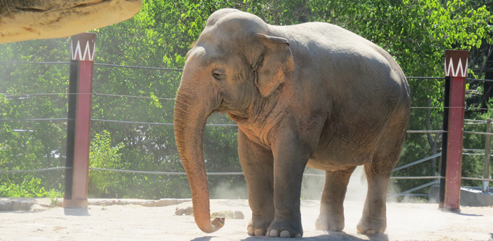 Despedida Escupir arbusto Las principales diferencias entre el elefante asiático y el africano | Zoo  Aquarium Madrid