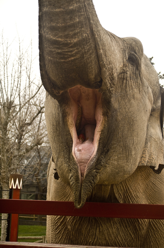 Cinco animales salvajes que no te puedes perder en el Zoo de Madrid