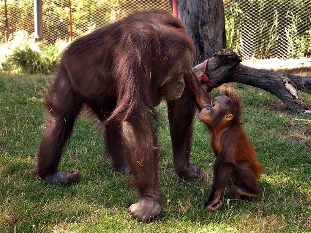 Celebramos el día de la madre Orangután con un importante alegato