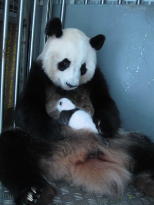 Su Majestad la Reina visitará a las crías de Osos Panda