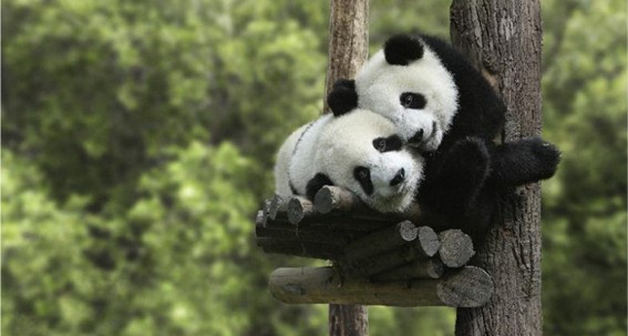Así dan el biberón a los recién nacidos Osos Panda en el Zoo de Madrid