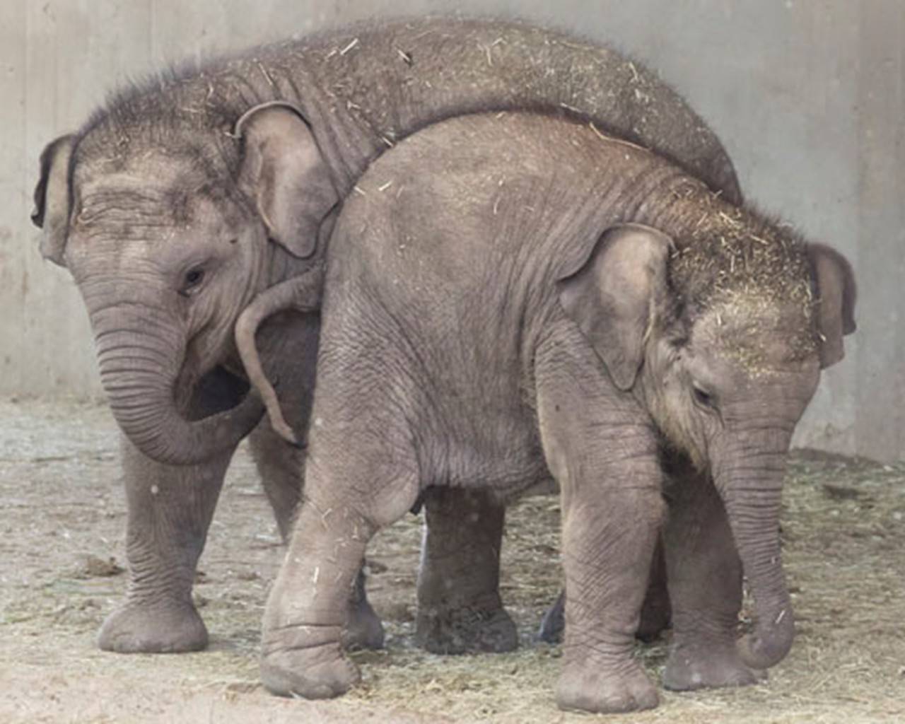 Pilar y Vera, las crías de elefante asiático de Zoo Aquarium de Madrid.
