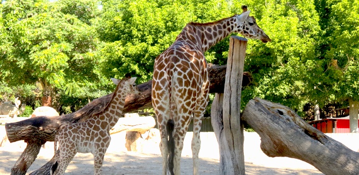 Visita al Zoo: ruta paso a paso para no perderse nada